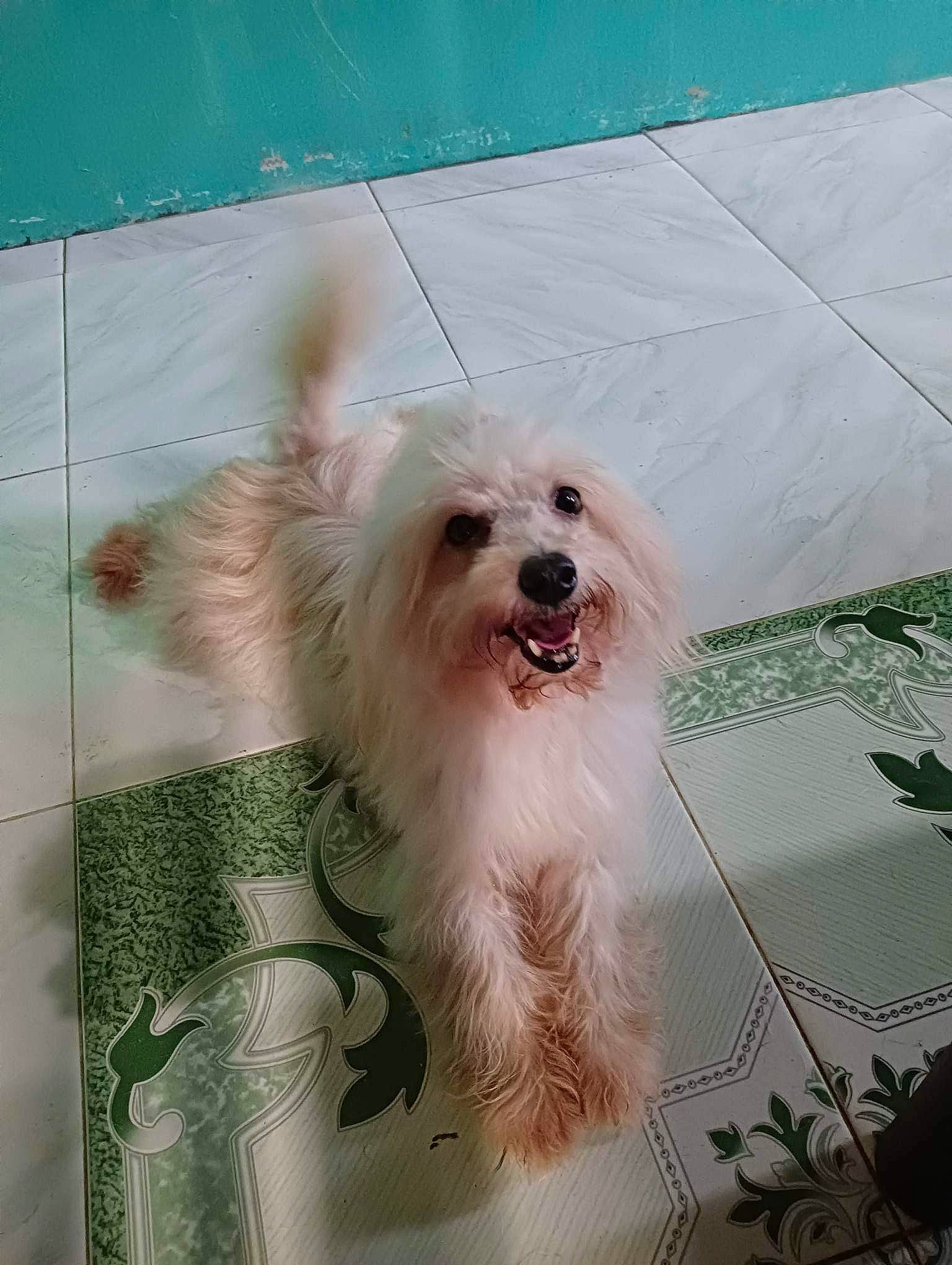 Lhady joined the competition — help win amazing prizes! art, canidae, carnivore, collar, companion_dog, dog, dog_breed, dog_collar, dog_supply, fang, fur, maltepoo, non_sporting_group, small_terrier, snout, sporting_group, terrier, toy_dog, whiskers, working_animal