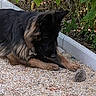 animal, black, brown, close_up, curious, dog, fur, garden, german_shepherd, gravel, ground, hedgehog, mammal, nature, outdoor, pet, plants, resting, small_animal, wildlife