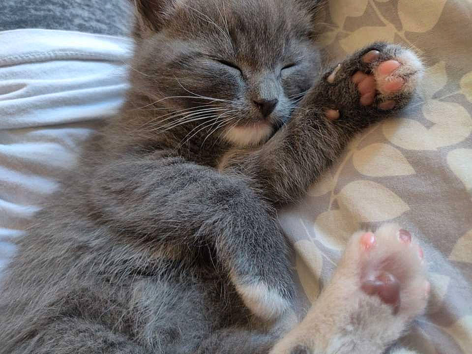 Edgar joined the competition — help win amazing prizes! asian, baby, carnivore, cat, child, claw, domestic_short_haired_cat, european_shorthair, fawn, felidae, fur, kitten, mammal, nap, paw, pixie_bob, polydactyl_cat, small_to_medium_sized_cats, tabby_cat, whiskers