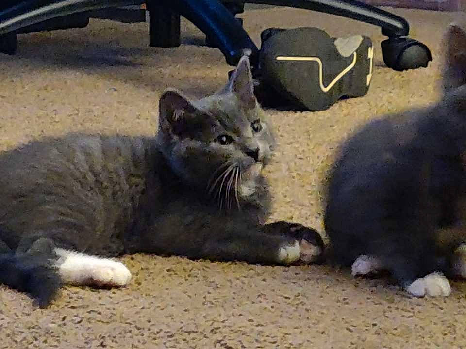 Edgar joined the competition — help win amazing prizes! carnivore, cat, claw, domestic_short_haired_cat, european_shorthair, felidae, kitten, mammal, nebelung, paw, polydactyl_cat, russian_blue, small_to_medium_sized_cats, snout, tabby_cat, vertebrate, whiskers