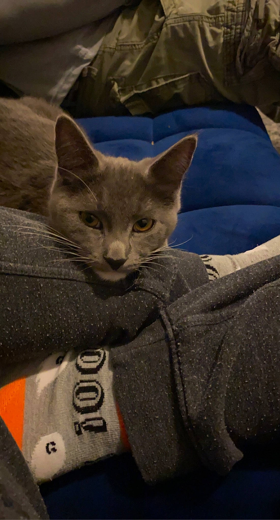 Edgar is registered to the contest to win money with this photo: asian, burmese, carnivore, cat, chartreux, domestic_short_haired_cat, felidae, kitten, korat, mammal, nebelung, russian_blue, small_to_medium_sized_cats, snout, vertebrate, whiskers