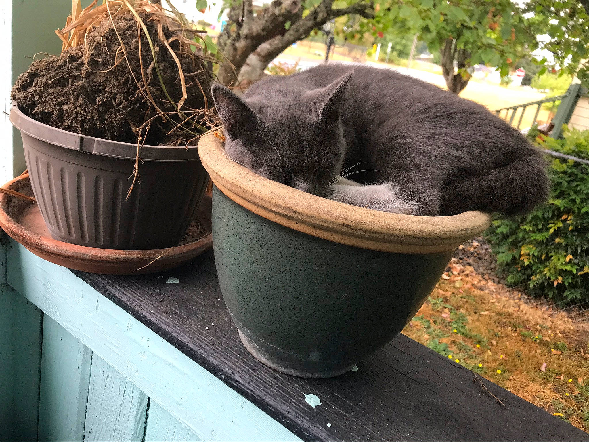 Edgar is registered to the contest to win money with this photo: black_cat, bucket, carnivore, cat, chartreux, felidae, flowerpot, grass, houseplant, korat, plant, russian_blue, small_to_medium_sized_cats