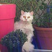 Diva a rejoint le concours — aidez-le/la à gagner de superbes lots ! animal, brown_pot, cat, curious, domestic_cat, feline, flower_pot, fluffy, garden, green_leaves, nature, outdoor, pets, pink_pot, plant_pots, purple_flowers, sitting, sunlight, white_cat, yellow_eyes
