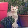 animal, brown_pot, cat, curious, domestic_cat, feline, flower_pot, fluffy, garden, green_leaves, nature, outdoor, pets, pink_pot, plant_pots, purple_flowers, sitting, sunlight, white_cat, yellow_eyes