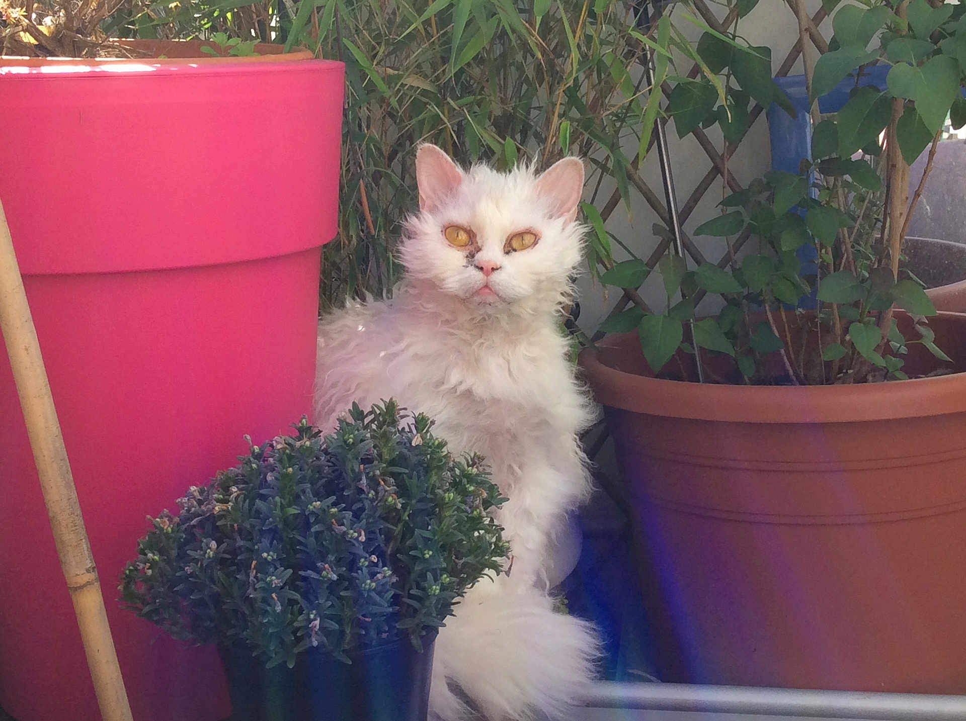 Diva