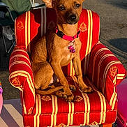 Nova is registered to the contest to win money with this photo: dog, small_dog, brown_dog, miniature_armchair, striped_chair, red_chair, yellow_stripes, dog_collar, pink_collar, outdoor, sunlight, shadow, pet, cute, sitting, ears, alert, furniture, canine, domestic_animal