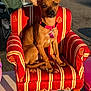 dog, small_dog, brown_dog, miniature_armchair, striped_chair, red_chair, yellow_stripes, dog_collar, pink_collar, outdoor, sunlight, shadow, pet, cute, sitting, ears, alert, furniture, canine, domestic_animal