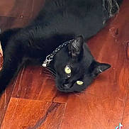 Mysterious is registered to the contest to win money with this photo: TikTok_watermark, animal, bell, black_cat, candid, cat, close_up, collar, cute, domestic_cat, feline, fur, house_pet, indoor, laying_down, pet, relaxed, whiskers, wooden_floor, yellow_eyes