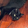 TikTok_watermark, animal, bell, black_cat, candid, cat, close_up, collar, cute, domestic_cat, feline, fur, house_pet, indoor, laying_down, pet, relaxed, whiskers, wooden_floor, yellow_eyes