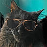 cat, black_cat, sunglasses, pet, animal, feline, eyewear, portrait, closeup, indoor, fluffy, cool, fashion, whiskers, face, funny, cute, domestic_animal, fur, eyeglasses