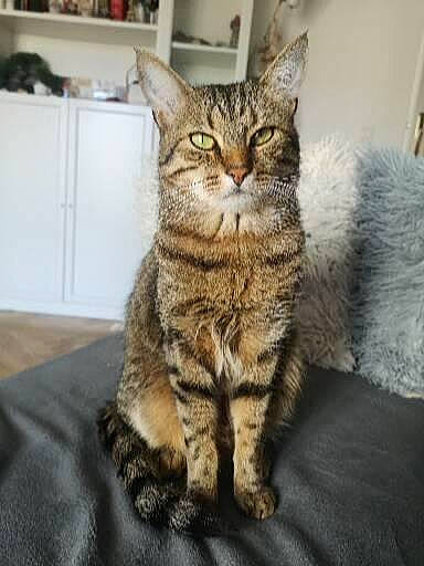 Poker participe au concours pour gagner de l'argent avec cette photo : cabinetry, carnivore, cat, claw, domestic_short_haired_cat, felidae, fur, paw, sitting, small_to_medium_sized_cats, snout, tail, terrestrial_animal, whiskers