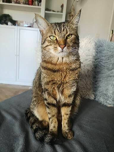 Poker a rejoint le concours — aidez-le/la à gagner de superbes lots ! cabinetry, carnivore, cat, claw, comfort, domestic_short_haired_cat, drawer, felidae, fur, paw, sitting, small_to_medium_sized_cats, snout, tail, terrestrial_animal, whiskers