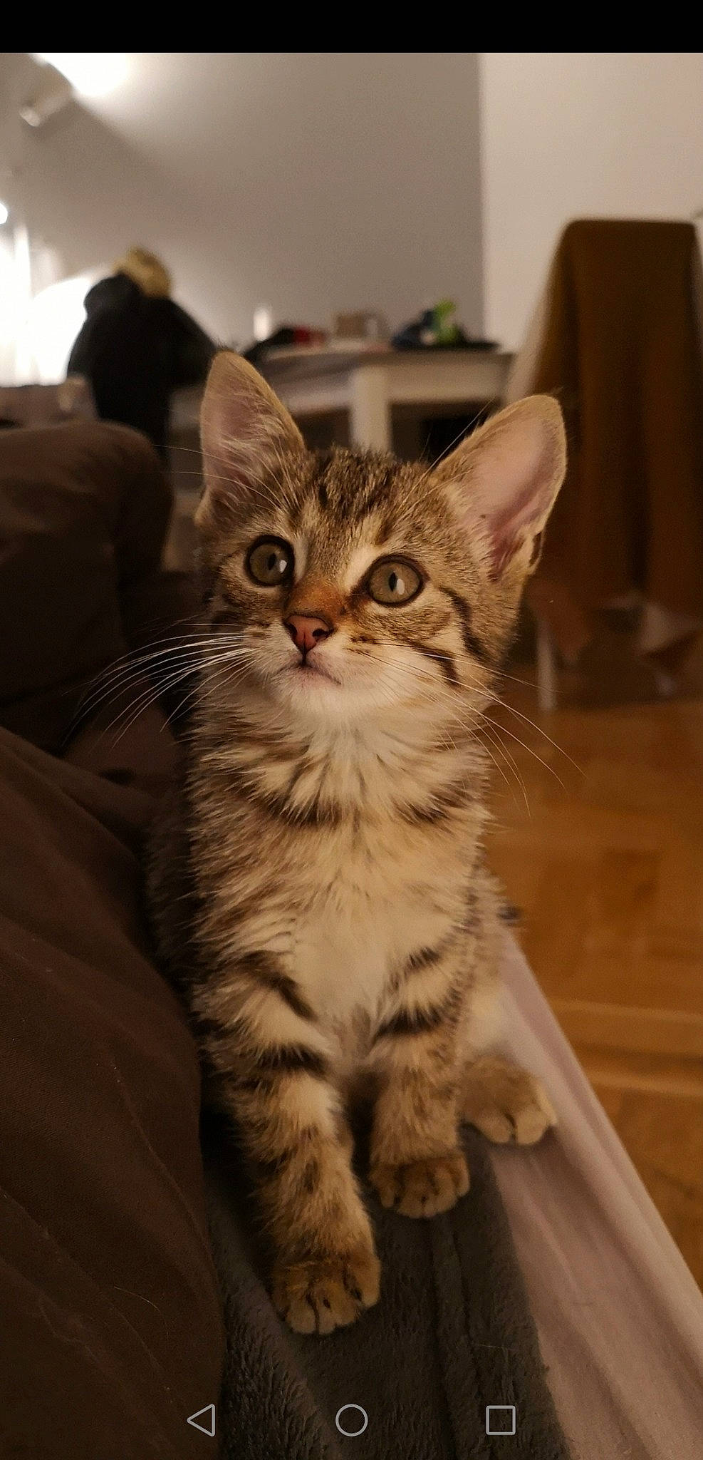 Poker a rejoint le concours — aidez-le/la à gagner de superbes lots ! carnivore, cat, claw, domestic_short_haired_cat, door, drawer, felidae, flooring, fur, hardwood, iris, paw, sitting, small_to_medium_sized_cats, snout, tail, terrestrial_animal, whiskers, window, wood