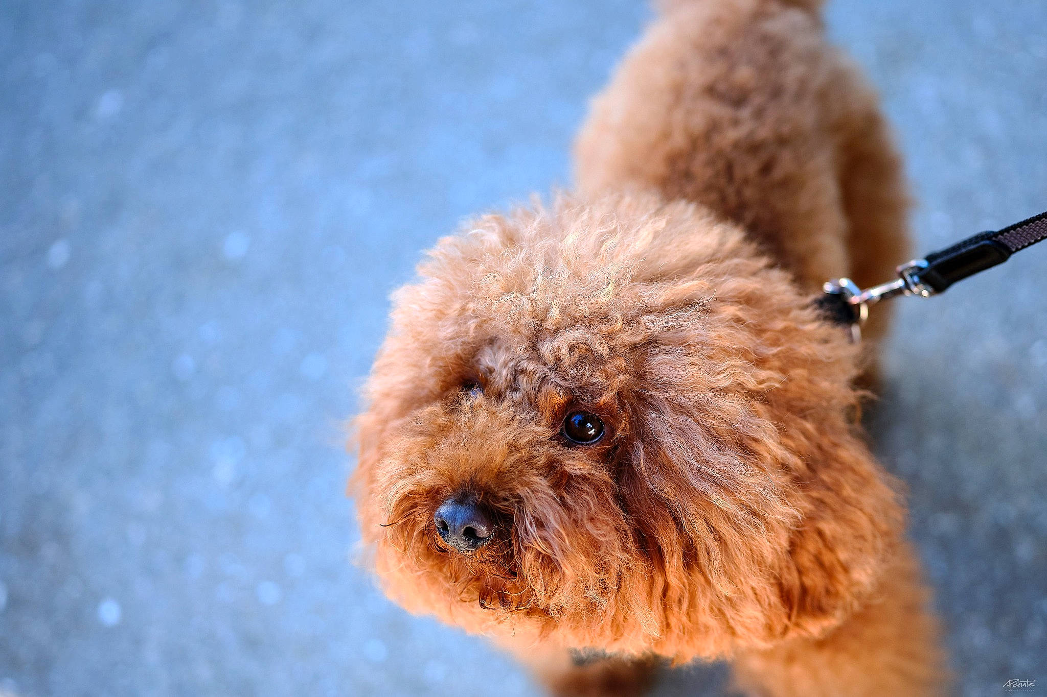 Bender is registered to the contest to win money with this photo: canidae, carnivore, companion_dog, dog, dog_breed, dog_collar, eye, fawn, fur, labradoodle, pet_supply, poodle, poodle_crossbreed, small_terrier, snout, sporting_group, terrier, toy_dog, water_dog, working_animal