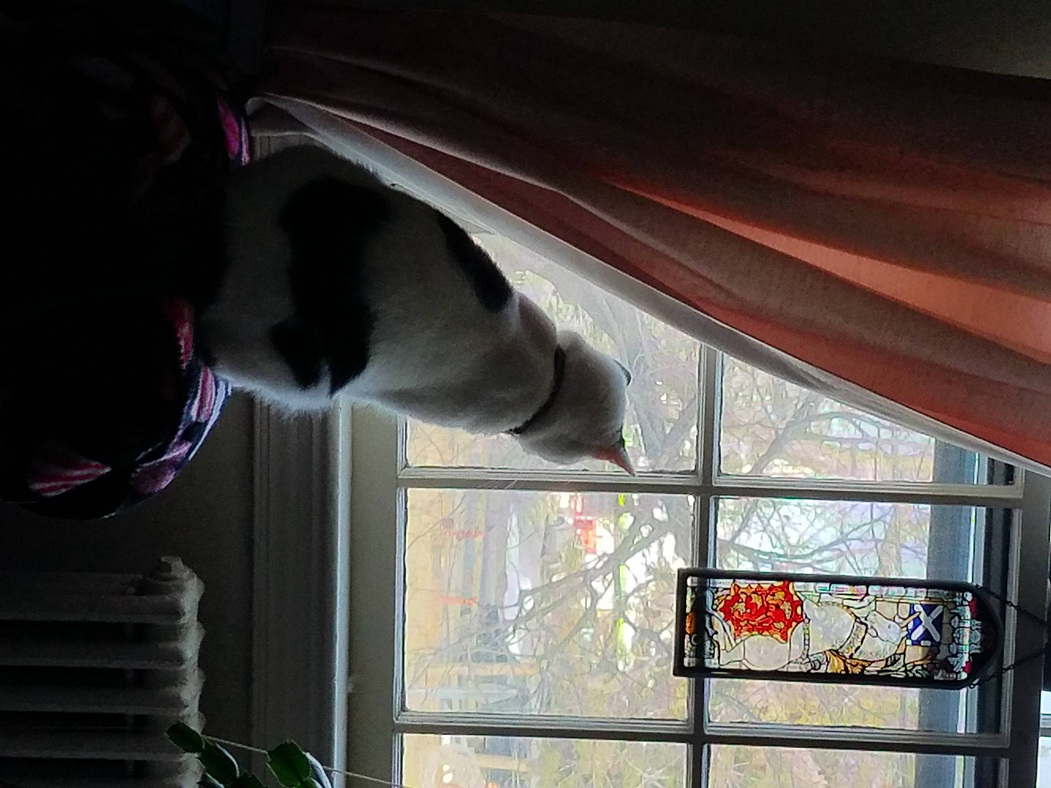 Stetson joined the competition — help win amazing prizes! carnivore, cat, curtain, daylighting, felidae, fixture, fur, glass, interior_design, pet_supply, small_to_medium_sized_cats, snout, tail, transparent_material, vertebrate, whiskers, window_covering, window_treatment