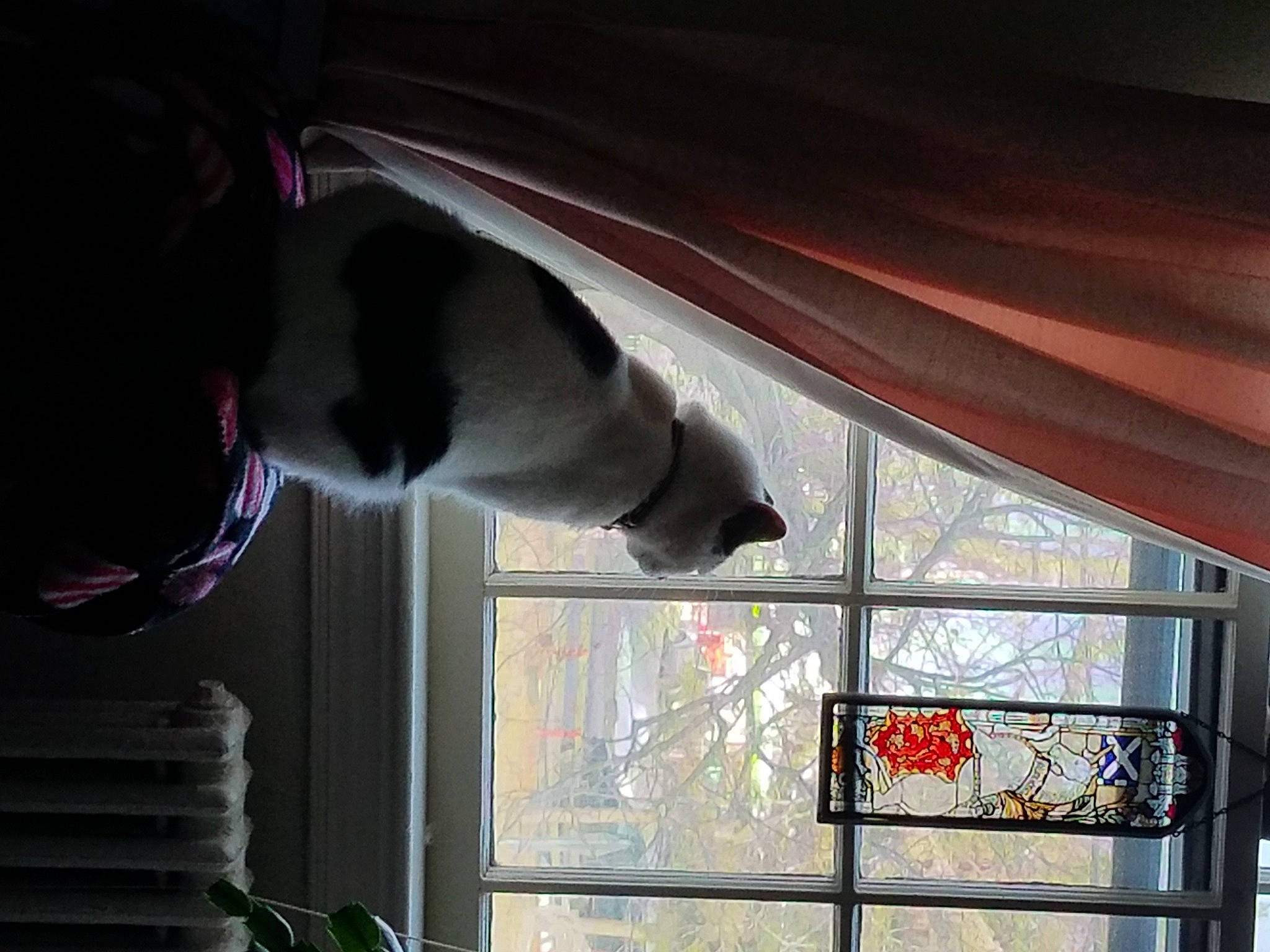 Stetson joined the competition — help win amazing prizes! carnivore, cat, collar, daylighting, felidae, fixture, fur, glass, interior_design, small_to_medium_sized_cats, snout, tail, transparent_material, vertebrate, whiskers, window_blind, window_covering, window_treatment