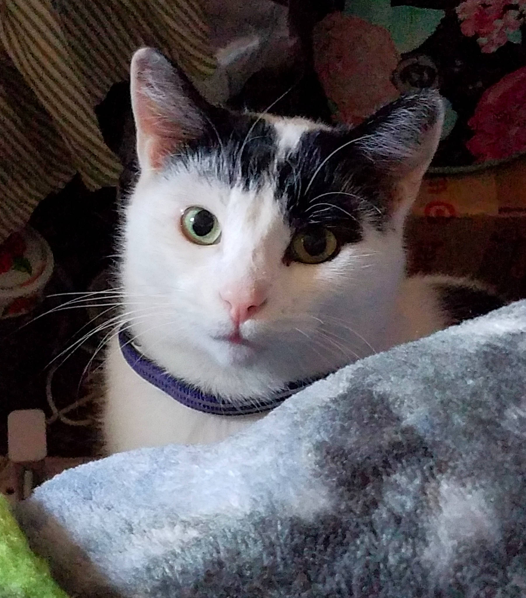 Stetson is registered to the contest to win money with this photo: carnivore, cat, domestic_short_haired_cat, felidae, fur, small_to_medium_sized_cats, snout, vertebrate, whiskers