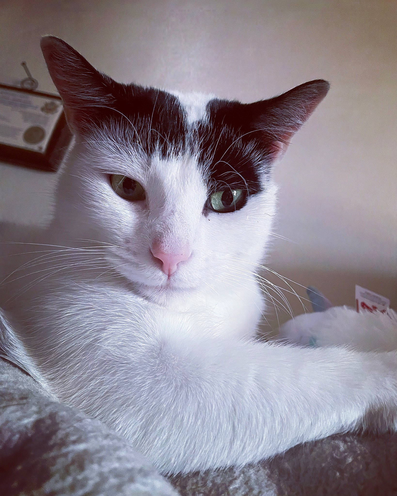 Stetson joined the competition — help win amazing prizes! carnivore, cat, domestic_short_haired_cat, ear, eyelash, felidae, fur, paw, small_to_medium_sized_cats, snout, tail, whiskers, window