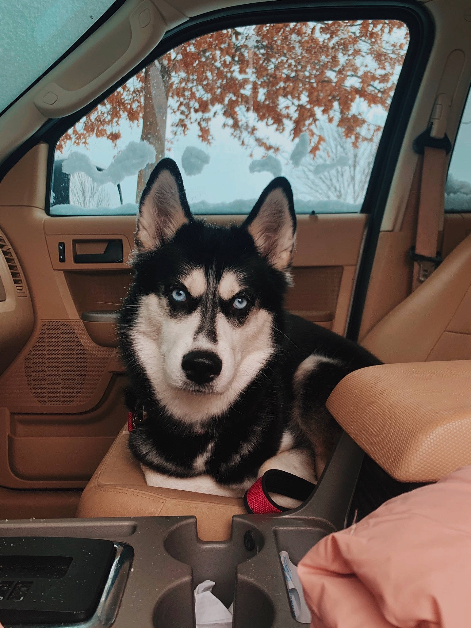 Luna joined the competition — help win amazing prizes! automotive_window_part, canidae, car_seat, car_seat_cover, carnivore, companion_dog, display_device, dog, dog_breed, fixture, gadget, glass, lapponian_herder, sled_dog, snout, sporting_group, vehicle_door, vertebrate, windshield, working_animal