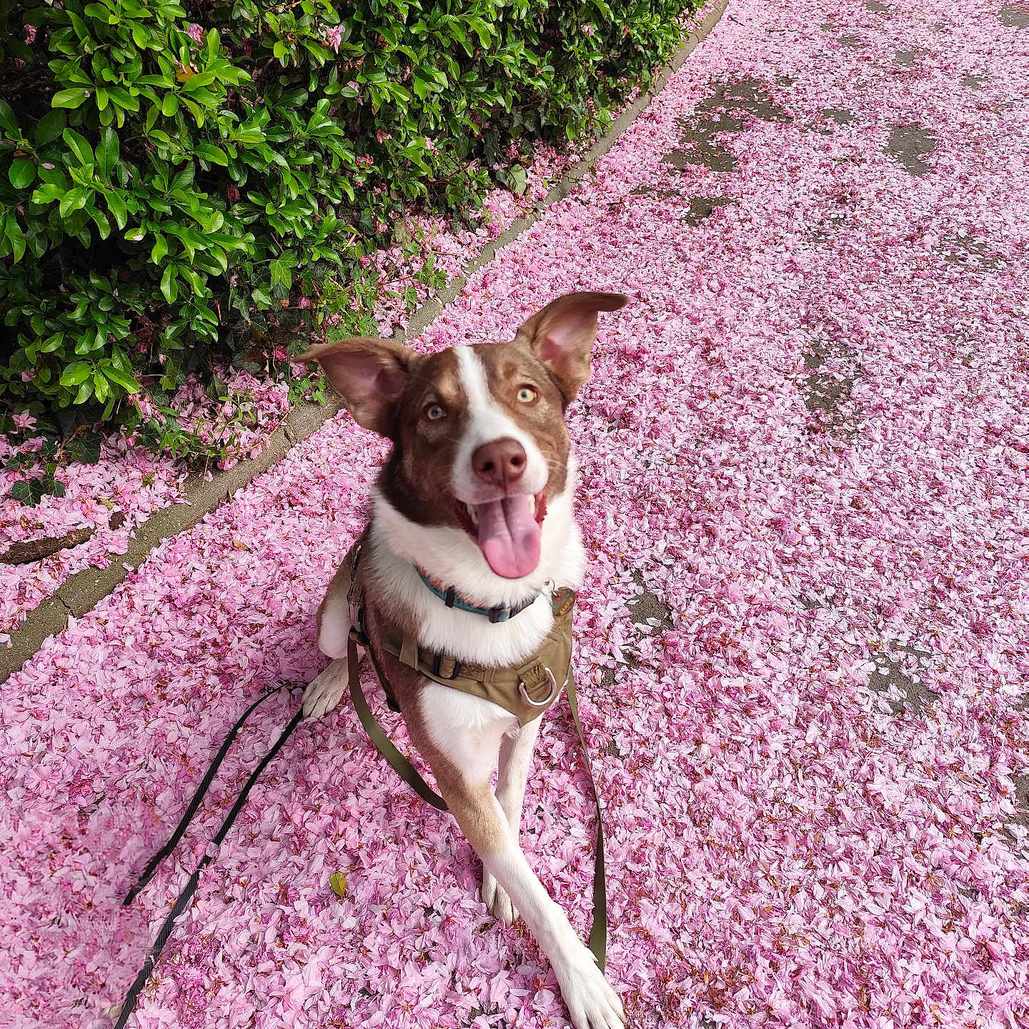 Ipso participe au concours pour gagner de l'argent avec cette photo : accessories, animal, bulldog, canine, dog, flower, grass, herbal, herbs, leaf, leash, nature, outdoors, pet, petal, plant, puppy, purple, strap, vegetation