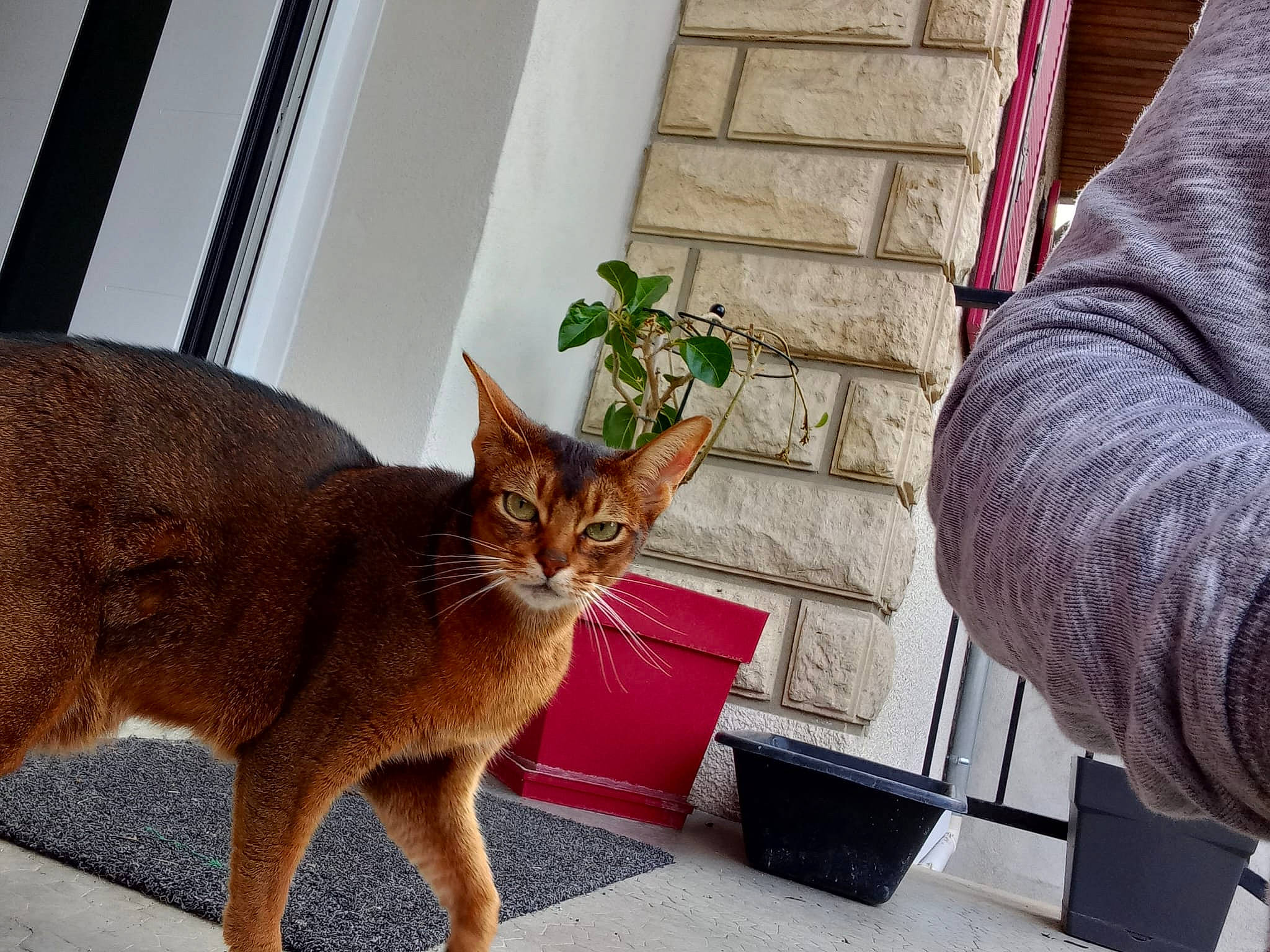 Orus participe au concours pour gagner de l'argent avec cette photo : carnivore, cat, comfort, domestic_short_haired_cat, fawn, felidae, flowerpot, fur, grass, houseplant, mammal, plant, sleeve, small_to_medium_sized_cats, snout, tail, terrestrial_animal, vertebrate, whiskers, wood