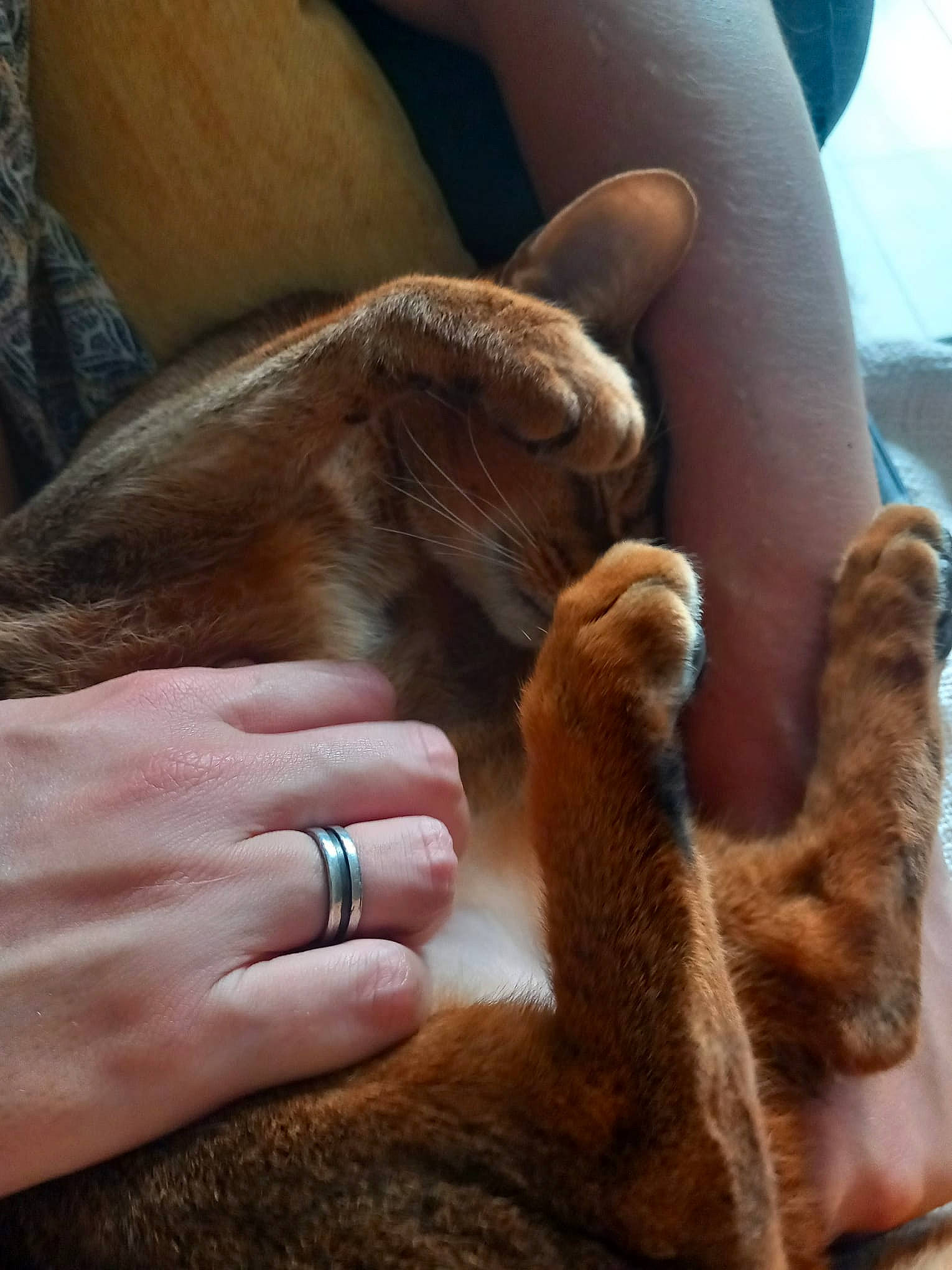 Orus participe au concours pour gagner de l'argent avec cette photo : carnivore, cat, comfort, companion_dog, dog_breed, fawn, felidae, finger, fur, gesture, hand, human_leg, mammal, nail, small_to_medium_sized_cats, snout, sporting_group, thumb, vertebrate, whiskers