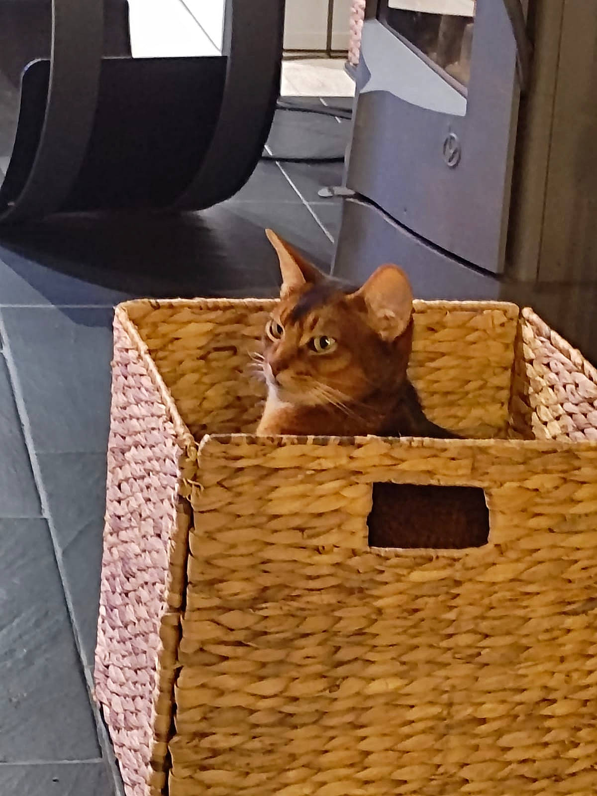 Orus participe au concours pour gagner de l'argent avec cette photo : basket, brown, carnivore, cat, chair, domestic_short_haired_cat, fawn, felidae, floor, flooring, hardwood, plywood, rectangle, room, small_to_medium_sized_cats, tail, vehicle_door, whiskers, window, wood