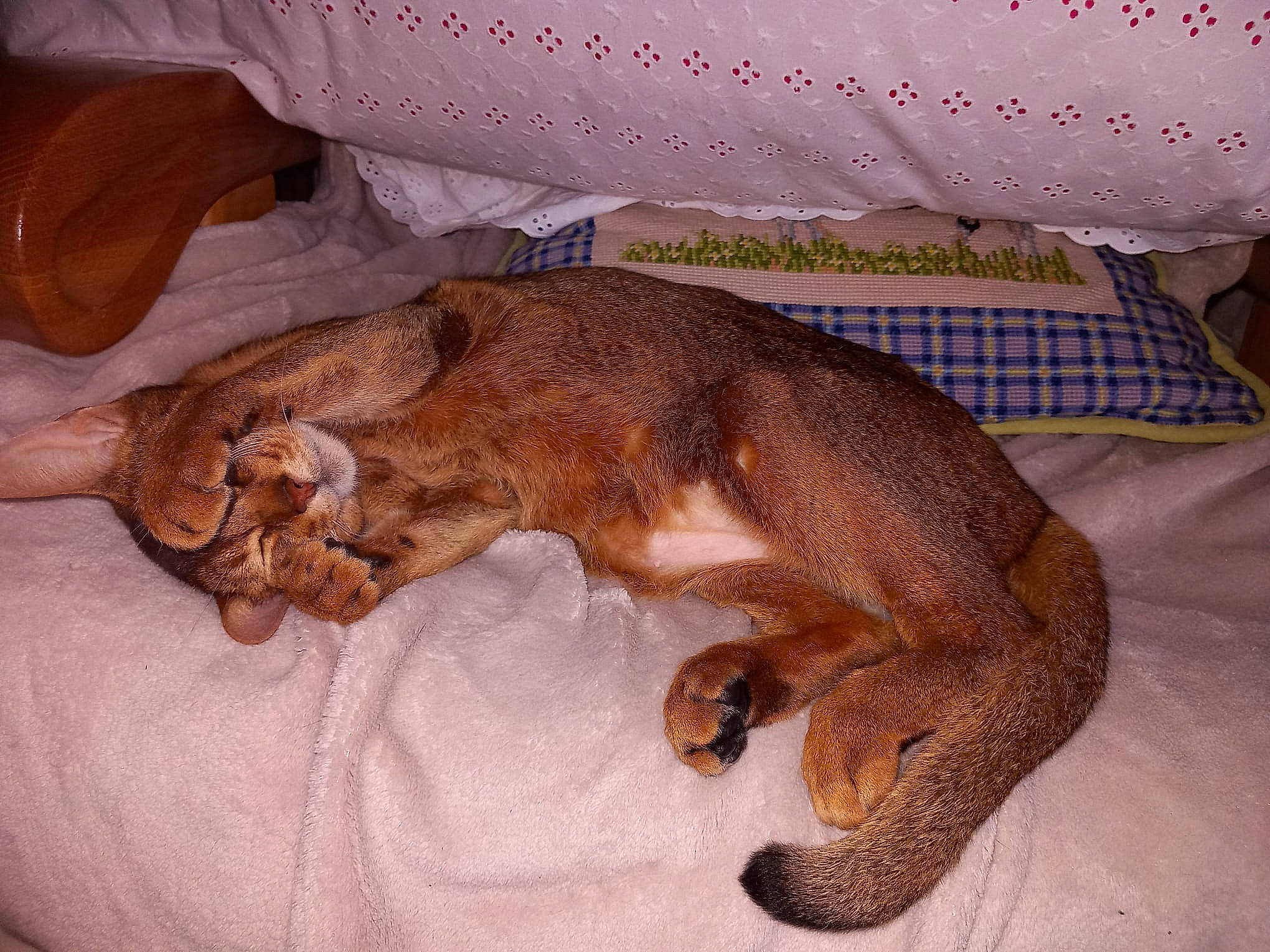 Orus participe au concours pour gagner de l'argent avec cette photo : canidae, carnivore, claw, comfort, companion_dog, dog, dog_breed, fawn, felidae, fur, linens, liver, paw, reptile, small_to_medium_sized_cats, snout, sporting_group, tail, terrestrial_animal, whiskers