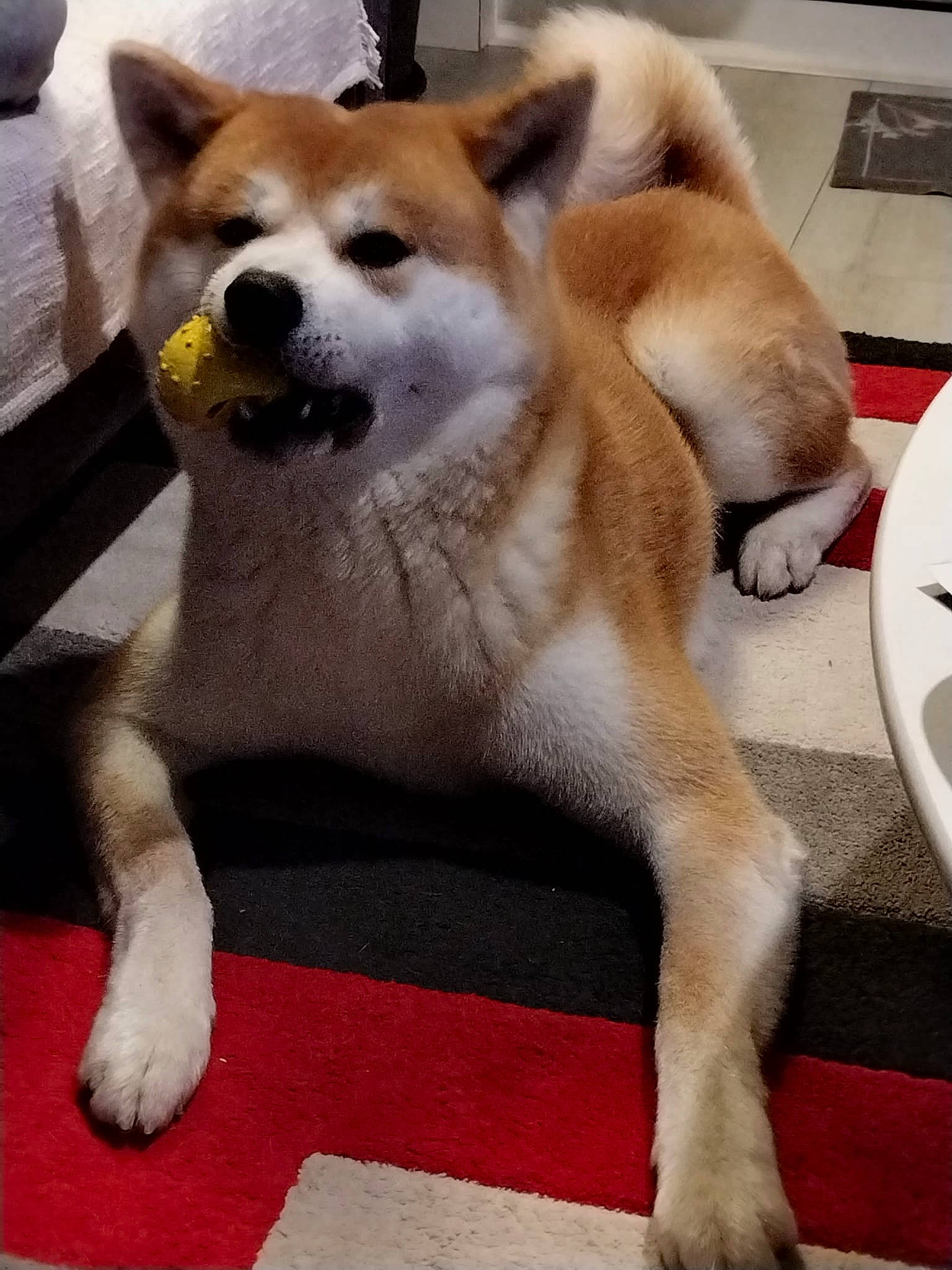 Kirameki participe au concours pour gagner de l'argent avec cette photo : ancient_dog_breeds, canidae, carnivore, collar, companion_dog, dog, dog_breed, dog_supply, fawn, flooring, fur, paw, snout, spitz, sporting_group, tail, terrestrial_animal, whiskers, working_animal, working_dog