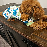 Storm joined the competition — help win amazing prizes! animal, brown_fur, carpet, clothing, cozy, curly_fur, cute, dinosaur_pattern, dog, fur, furniture, indoor, looking_down, paws, pet, playful, puppy, relaxed, small_dog, wooden_cabinet