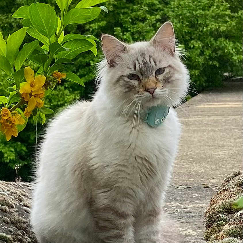 Mallow a rejoint le concours — aidez-le/la à gagner de superbes lots ! cat, fluffy, gray_and_white, long_hair, pet, animal, sitting, outdoor, garden, path, moss, greenery, plants, flowers, trees, portrait, collar, tag, alert, cute