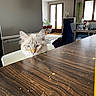 Mallow participe au concours pour gagner de l'argent avec cette photo : cat, kitten, fluffy, white_fur, blue_eyes, animal, pet, portrait, face, whiskers, ears, indoor, kitchen, dining_room, table, wooden_table, chair, crumbs, home, natural_light