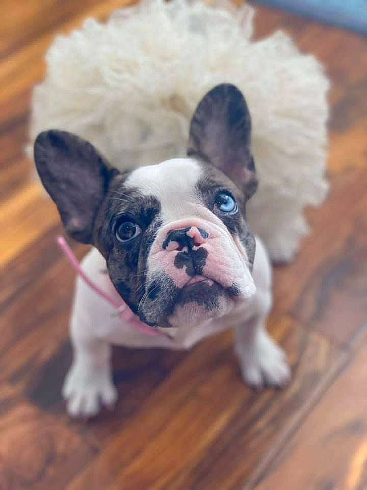 Margot is registered to the contest to win money with this photo: boston_terrier, bulldog, canidae, carnivore, companion_dog, dog, dog_breed, fawn, french_bulldog, mammal, non_sporting_group, nose, puppy, puppy_love, rare_breed_dog, skin, snout, sporting_group, toy_bulldog, vertebrate
