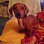 Beaner The Weiner is registered to the contest to win money with this photo:
