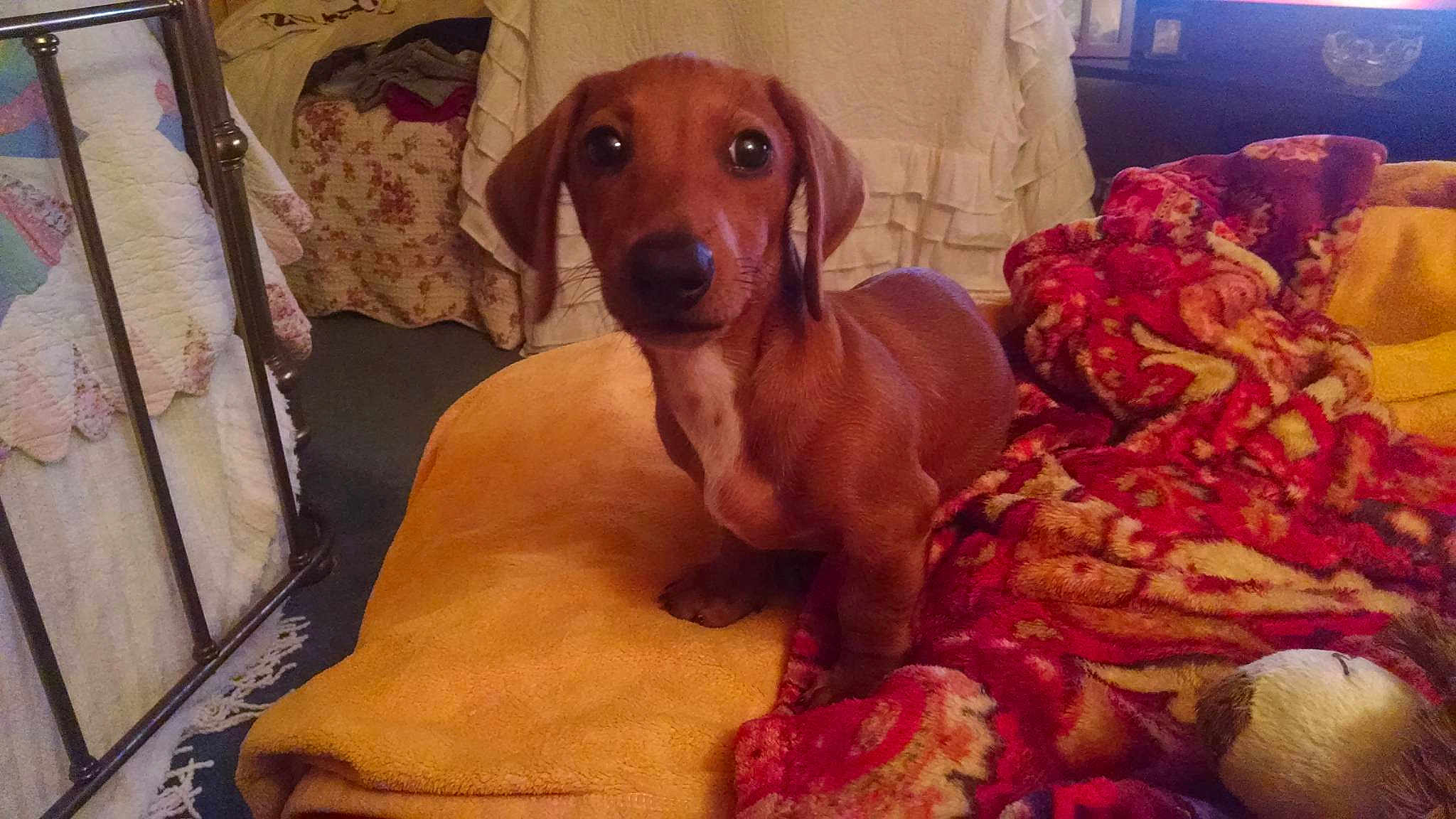 Beaner The Weiner is registered to the contest to win money with this photo: