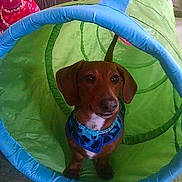 Beaner The Weiner joined the competition — help win amazing prizes!