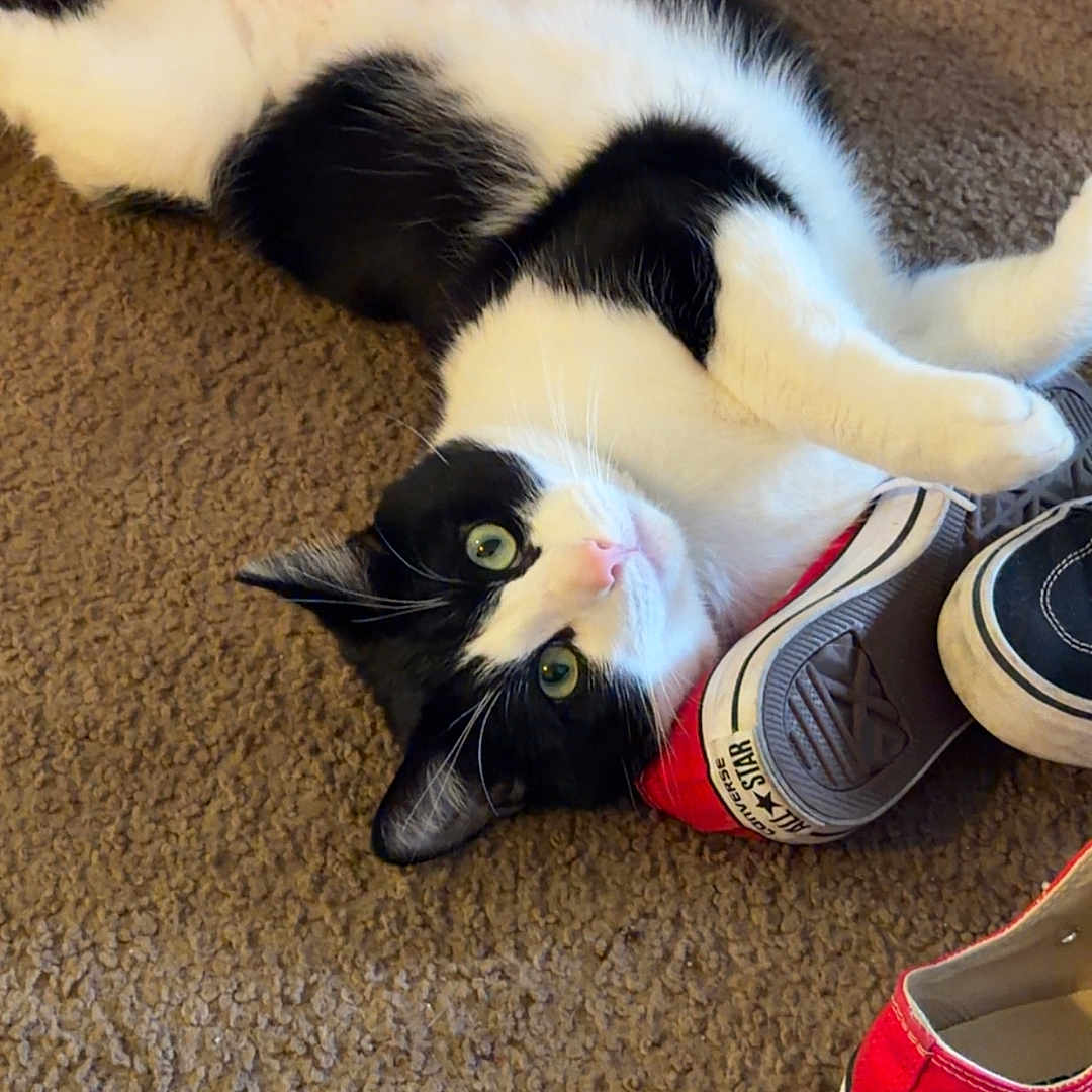 Chibs Lucipurr joined the competition — help win amazing prizes! cat, black_and_white, pet, animal, feline, lying_down, upside_down, carpet, indoors, home, green_eyes, pink_nose, whiskers, paws, belly, playful, shoes, sneakers, red_shoe, portrait