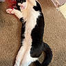 Chibs Lucipurr is registered to the contest to win money with this photo: cat, black_and_white, pet, animal, feline, lying_down, on_back, stretching, raised_paw, curled_tail, pink_nose, green_eyes, fur, carpet, indoors, home, gift_wrap, colorful, relaxed, playful