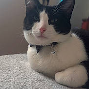 Chibs Lucipurr is registered to the contest to win money with this photo: cat, black_and_white, tuxedo_cat, pet, animal, bow_tie, collar, bell, whiskers, ears, pink_nose, sitting, indoors, blanket, cozy, portrait, close_up, blue_lights, home, cute