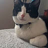 cat, black_and_white, tuxedo_cat, pet, animal, bow_tie, collar, bell, whiskers, ears, pink_nose, sitting, indoors, blanket, cozy, portrait, close_up, blue_lights, home, cute