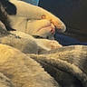 cat, sleeping, nap, white_cat, gray_cat, pet, animal, paw, blanket, cozy, indoors, bedroom, furniture, warm_lighting, relaxed, curled_up, whiskers, pink_nose, soft_texture, cute