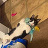Chibs Lucipurr is registered to the contest to win money with this photo: cat, kitten, black_and_white, pet, animal, face, eyes, ears, whiskers, lying_down, playing, toy, plush_toy, floor, tile, carpet, indoors, paper_towels, household, funny