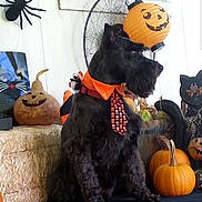 Rosco is registered to the contest to win money with this photo: dog, schnauzer, pet, halloween, pumpkin, jack_o_lantern, costume, tie, collar, orange, black, hay_bale, lantern, spider_decoration, gourd, porch, fall_decor, sitting, portrait, decorations