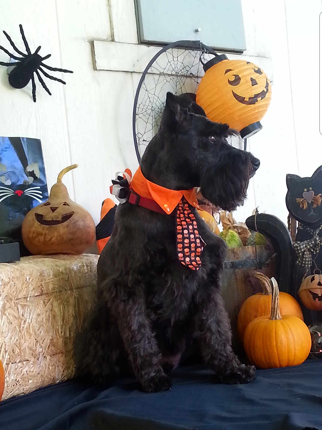 Rosco is registered to the contest to win money with this photo: dog, schnauzer, pet, halloween, pumpkin, jack_o_lantern, costume, tie, collar, orange, black, hay_bale, lantern, spider_decoration, gourd, porch, fall_decor, sitting, portrait, decorations