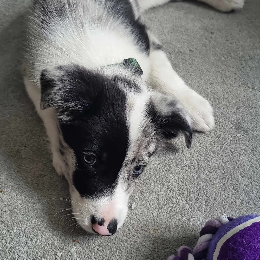 Blu joined the competition — help win amazing prizes! animal, ball, black_and_white, carpet, curious, cute, dog, ears, fur, indoor, lying_down, nose, pet, pet_toy, playful, puppy, rope_toy, sleepy, toy, young_dog