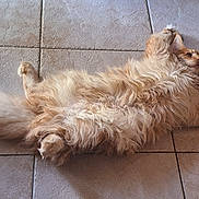 Wyatt participe au concours pour gagner de l'argent avec cette photo : animal, cat, cozy, cute, domestic, feline, floor, fluffy, fur, ginger, indoors, lying_down, paw, pet, relaxed, resting, sleepy, tail, tile, whiskers