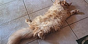 Wyatt participe au concours pour gagner de l'argent avec cette photo : animal, carpet, cat, couch, cute, floor, fluffy, fur, furniture, home, indoor, lying_down, mammal, orange_cat, paws, pet, relaxed, resting, tail, tiles