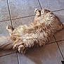 Wyatt participe au concours pour gagner de l'argent avec cette photo : animal, cat, cozy, cute, domestic_animal, feline, floor, fluffy, indoor, long_hair, lying_down, paws, pet, relaxed, resting, sleeping, soft, tail, tile, whiskers