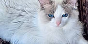Swann a rejoint le concours — aidez-le/la à gagner de superbes lots ! animal_portrait, blue_eyes, calm, cat, closeup, couch, cute, domestic_animal, feline, fluffy, indoor, lounging, patterned_fabric, pet, pink_nose, relaxed, resting, soft, whiskers, white_fur