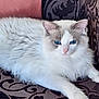 animal_portrait, blue_eyes, calm, cat, closeup, couch, cute, domestic_animal, feline, fluffy, indoor, lounging, patterned_fabric, pet, pink_nose, relaxed, resting, soft, whiskers, white_fur